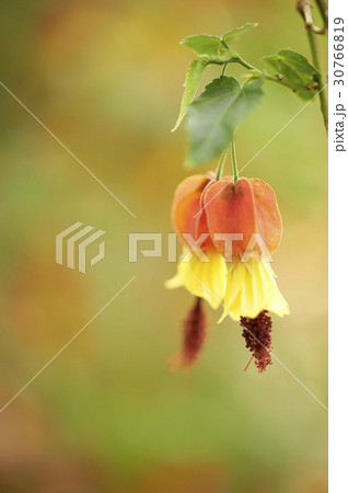 花 植物 アブチルロン 30766819