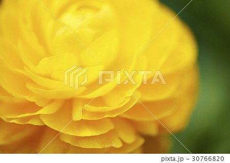 花 花びら 黄色 30766820
