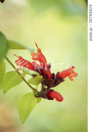 赤 植物 屋外 30766829
