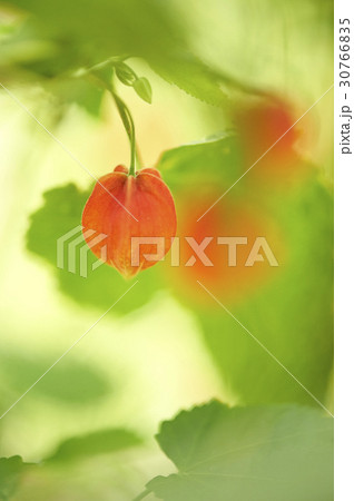 花 植物 アブチルロン 30766835