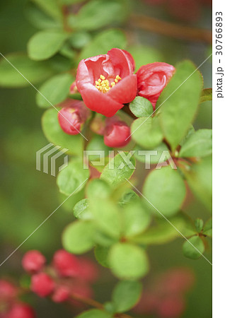 花 指名木 屋外 30766893