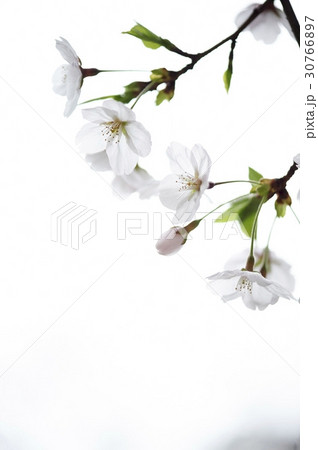 花 桜 屋外 30766897