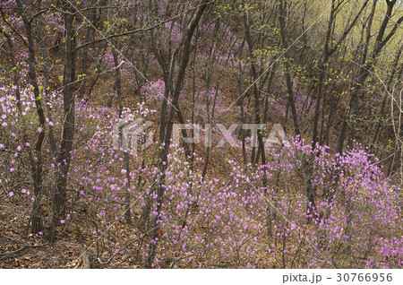 山 仁川 インチョン 30766956