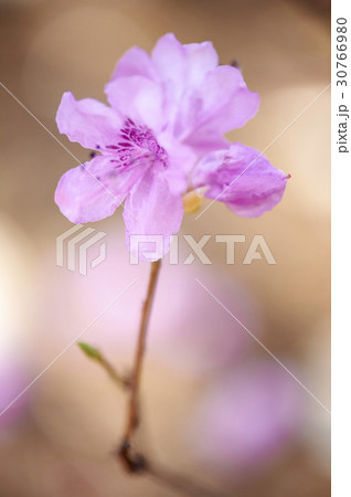 春の花 ピンク ツツジ 30766980