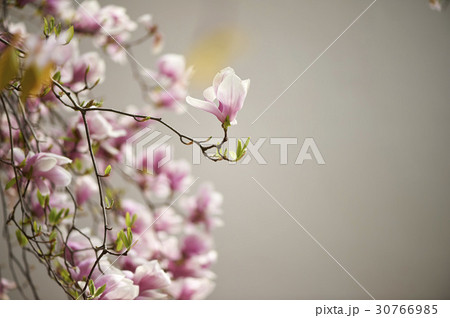 花 マグノリア 春 30766985