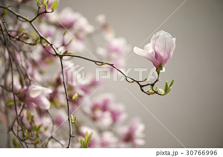 マグノリア 春の花 植物 30766996