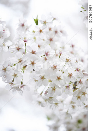 花 桜 春の花 30766997