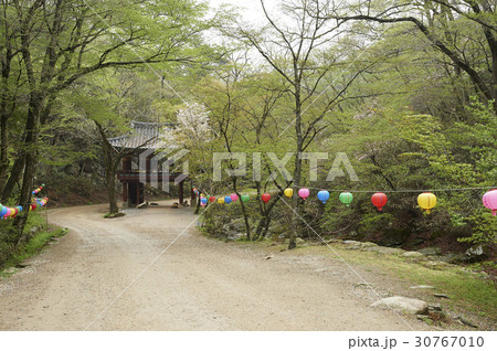 木 仙岩寺 提灯 30767010