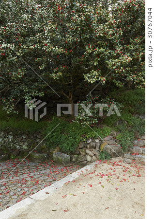 椿 春の花 私的 30767044