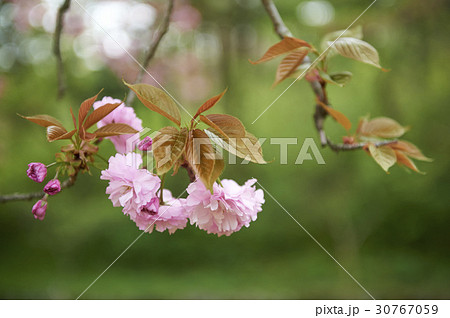 ギョプボトコト 花 桜 30767059