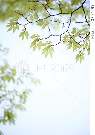 ケヤキ ローアングル 屋外 30767095