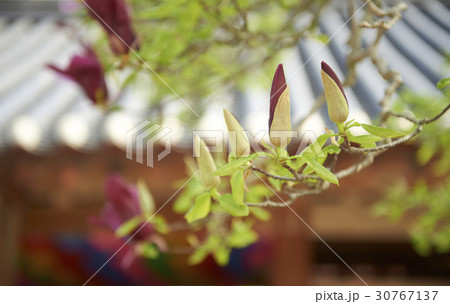 マグノリア 春の花 植物 30767137