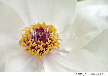 花芯 牡丹 植物 30767142