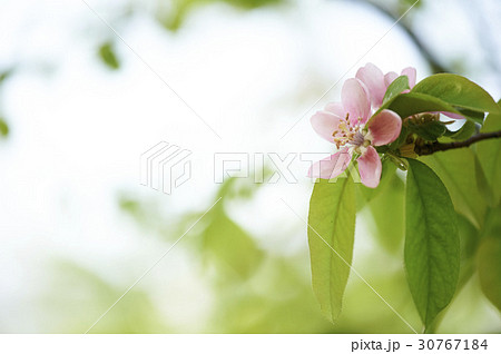 花 カリンの花 葉 30767184