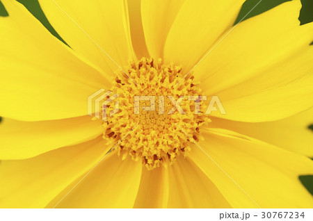 グムギェグク 花 花芯 30767234