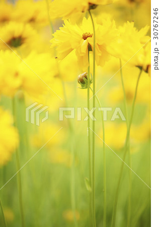 グムギェグク 花 屋外 30767246