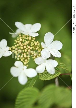 花 算数局 アジサイ 30767248