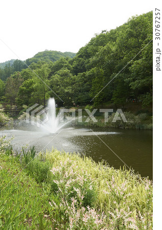江原道 木 噴水 30767257