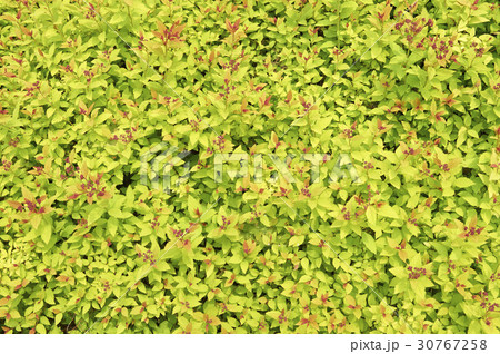 木 屋外 室外 30767258