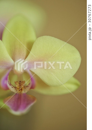 花 フォーカス 植物 30767273
