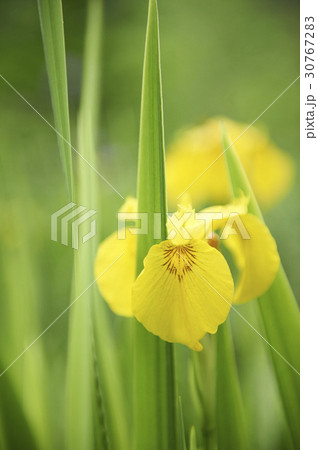 花 あやめ 屋外 30767283