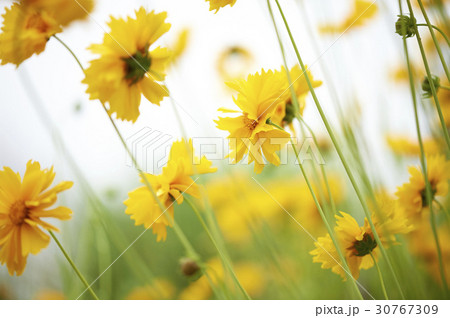 グムギェグク 花 植物 30767309
