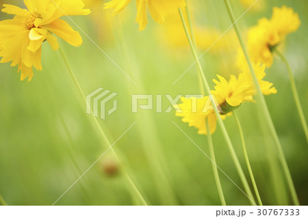 グムギェグク 花 屋外 30767333