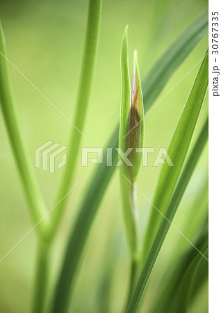 あやめ 屋外 室外 30767335