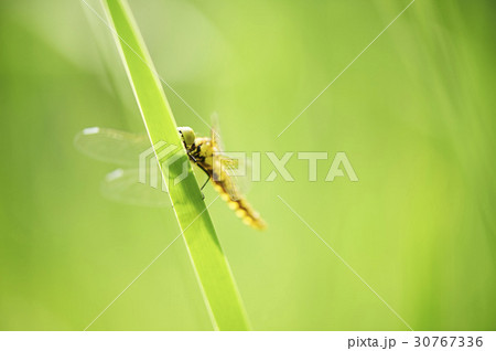 フォーカス 屋外 室外 30767336