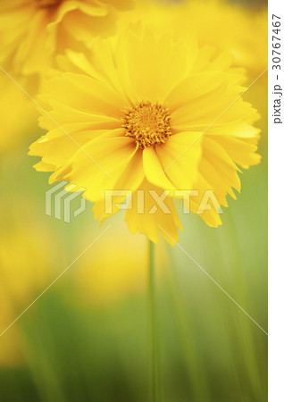 グムギェグク 花 黄色 30767467