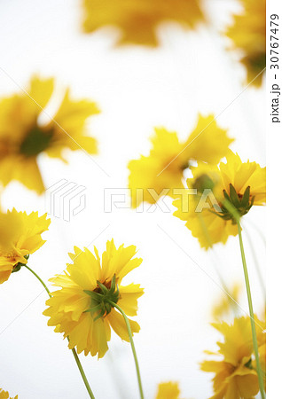 グムギェグク 花 黄色 30767479