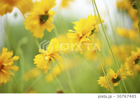 グムギェグク 花 黄色 30767485