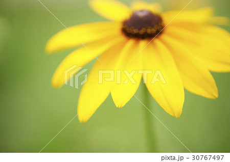 花 オオハンゴンソウ属 植物 30767497