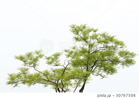 木 植物 屋外 30767508