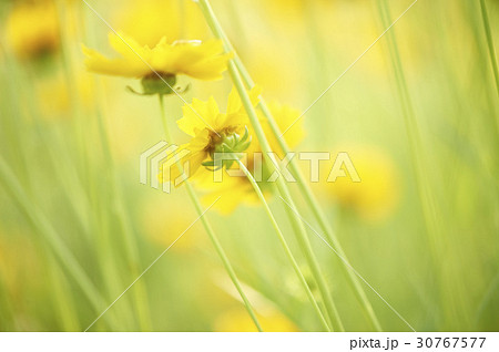 グムギェグク 花 黄色 30767577