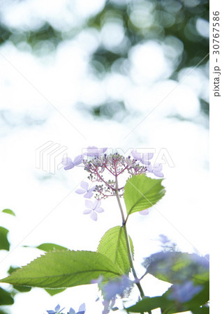 花 算数局 フォーカス 30767586