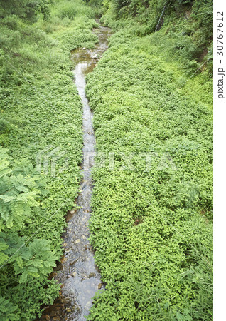 慶北 植物 自然 30767612