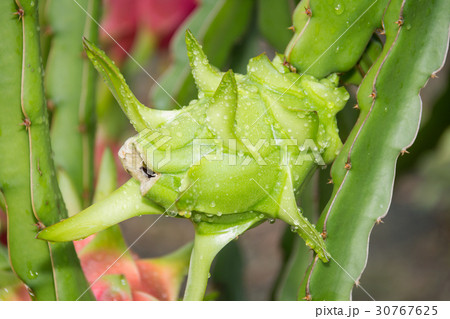 dragon Fruit on the tree after rain in garden 30767625