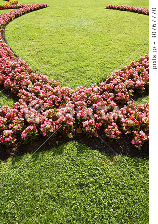 花 ミラベル庭園 オーストリアの 30767770