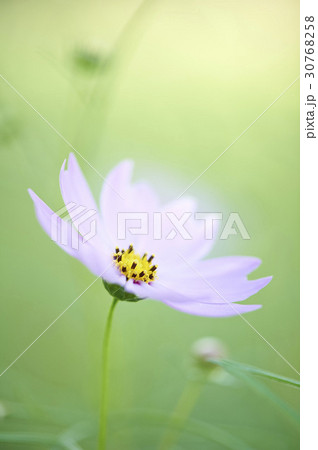 秋の花 自然 コスモス 30768258