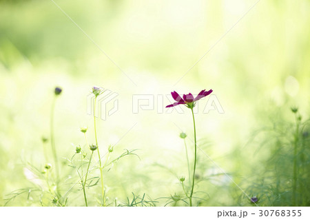 秋の花 花 植物 30768355