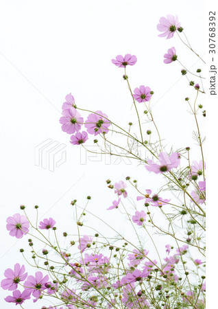 秋 花 屋外 30768392