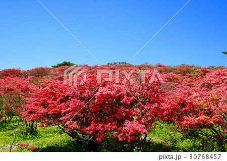 高柴山のツツジ（田村市・小野町） 30768457