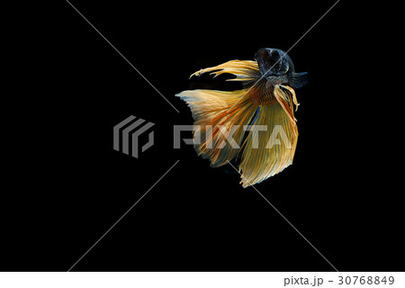siamese fighting fish isolated on black background 30768849