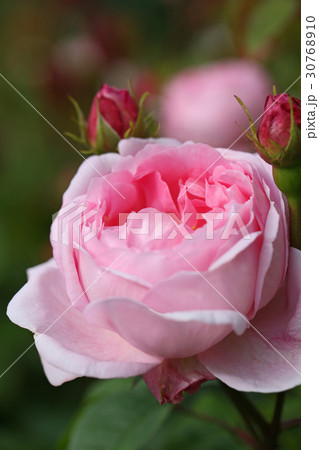 気品漂う美しいバラ 30768910
