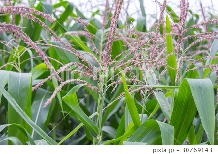 Corn flower in the garden 30769143