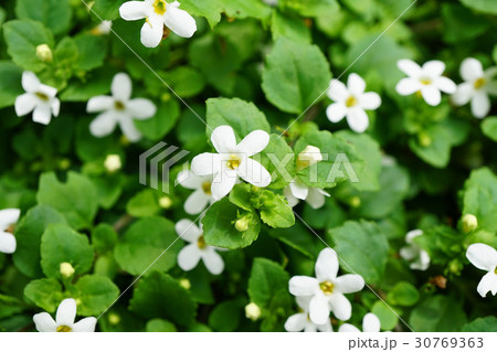 可憐なバコパコピア 可憐なバコパコピア 30769363