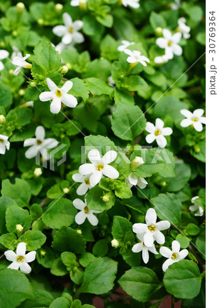 可憐なバコパコピア 30769364