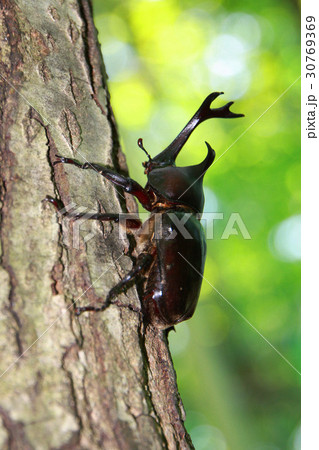 カブト虫（田村市・常葉町） 30769369