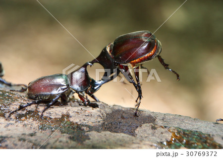 カブト虫（田村市・常葉町） 30769372